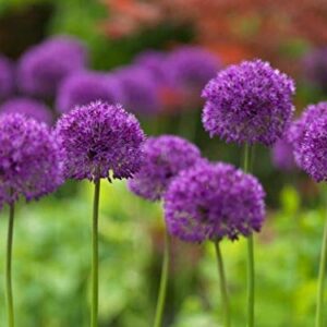 10 Dark Purple Allium Bulbs - Force Indoors Now - Blooming Onion Flowering Perennial Garden Flower