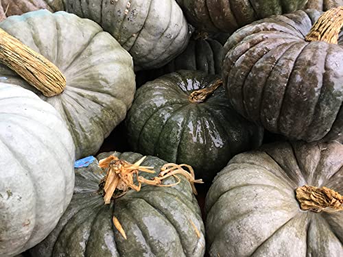 Jarradale Pumpkin Seeds for Planting, Pale Green Color, (Jarrahdale) 10 Heirloom Seeds, (Isla's Garden Seeds), Non GMO Seeds, Botanical Name: Cucurbita Maxima, Great Home Garden Gift