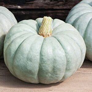 Jarradale Pumpkin Seeds for Planting, Pale Green Color, (Jarrahdale) 10 Heirloom Seeds, (Isla's Garden Seeds), Non GMO Seeds, Botanical Name: Cucurbita Maxima, Great Home Garden Gift