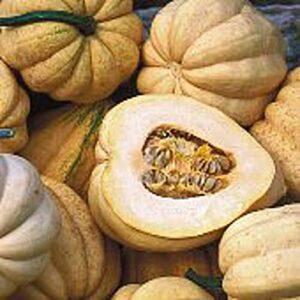 thelma sanders sweet potato squash seeds (20+ seeds) | non gmo | vegetable fruit herb flower seeds for planting | home garden greenhouse pack