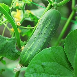 Spacemaster Cucumber Seeds, 100+ Heirloom Seeds Per Packet, (Isla's Garden Seeds), Non GMO Seeds, Botanical Name: Cucumis sativus, 85% Germination Rates