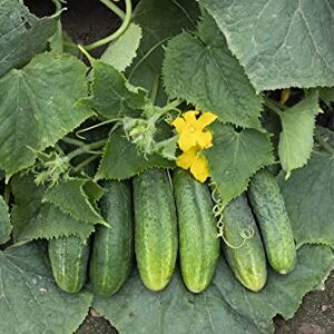 Spacemaster Cucumber Seeds, 100+ Heirloom Seeds Per Packet, (Isla's Garden Seeds), Non GMO Seeds, Botanical Name: Cucumis sativus, 85% Germination Rates