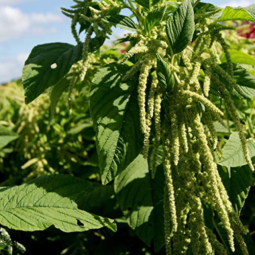 Outsidepride Amaranthus Green Love Lies Bleeding Garden Foliage Plant Bush Seeds - 5000 Seeds