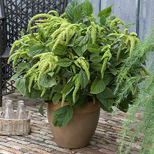 Outsidepride Amaranthus Green Love Lies Bleeding Garden Foliage Plant Bush Seeds - 5000 Seeds