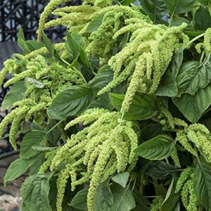 Outsidepride Amaranthus Green Love Lies Bleeding Garden Foliage Plant Bush Seeds - 5000 Seeds