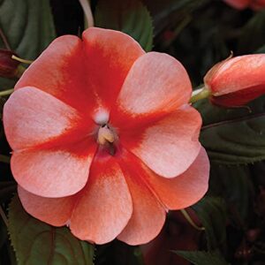 outsidepride new guinea orange sweet impatiens shade garden, hanging basket, container plant flowers – 25 seeds