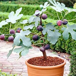 02 Celeste Sugar Fig Tree Live Plant from 18 to 20 Inc Tall Planting Ornaments Perennial Garden Simple to Grow Pots