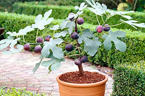 02 Celeste Sugar Fig Tree Live Plant from 18 to 20 Inc Tall Planting Ornaments Perennial Garden Simple to Grow Pots