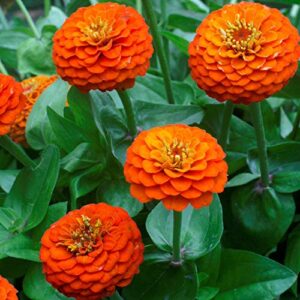 Outsidepride Zinnia Elegans Lilliput Orange Heat & Drought Tolerant Garden Cut Flowers - 1000 Seeds