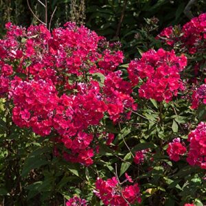 outsidepride phlox crimson ground cover, garden flowers, bedding & container plants – 1000 seeds