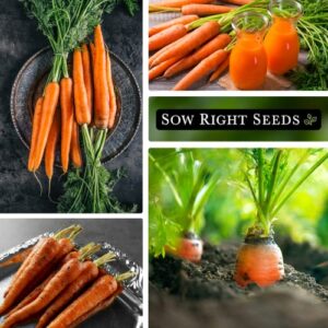 Sow Right Seeds - Imperator Carrot Seed for Planting - Non-GMO Heirloom Packet with Instructions to Plant a Home Vegetable Garden, Great Gardening Gift (4)
