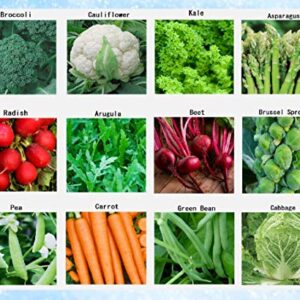 Premium Winter Vegetable Seeds for Planting Organic Non-GMO Heirloom Seeds 12 Varieties: Radish, Pea, Broccoli, Beet, Carrot, Cauliflower, Green Bean, Kale, Arugula, Cabbage, Asparagus, Brussel Sprout