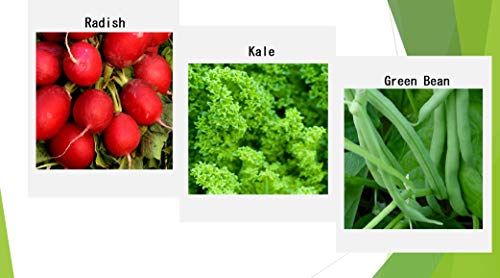 Premium Winter Vegetable Seeds for Planting Organic Non-GMO Heirloom Seeds 12 Varieties: Radish, Pea, Broccoli, Beet, Carrot, Cauliflower, Green Bean, Kale, Arugula, Cabbage, Asparagus, Brussel Sprout