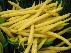 top notch golden wax bush bean seeds – 50 count seed pack – non-gmo – an excellent heavy yielding home garden variety of bush bean. the beans are mild and cook up quick.- country creek llc