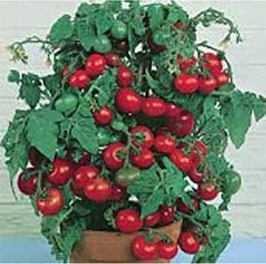 tiny tim tomato seeds (40+ seeds) | non gmo | vegetable fruit herb flower seeds for planting | home garden greenhouse pack