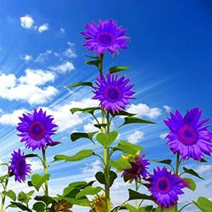 25 rare purple sunflower seeds for planting ornamental sunflower seeds to plant for home farm office decor non-gmo seeds- qauzuy garden