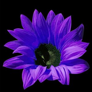 25 Rare Purple Sunflower Seeds for Planting Ornamental Sunflower Seeds to Plant for Home Farm Office Decor Non-GMO Seeds- QAUZUY GARDEN