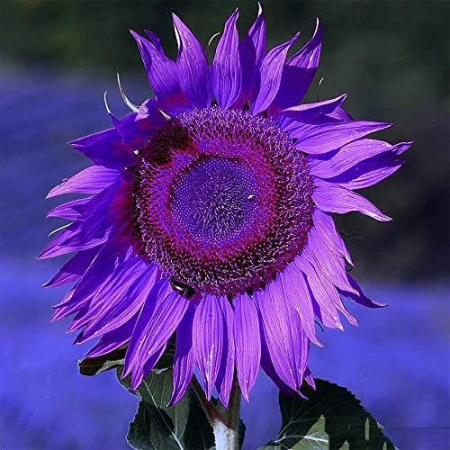 25 Rare Purple Sunflower Seeds for Planting Ornamental Sunflower Seeds to Plant for Home Farm Office Decor Non-GMO Seeds- QAUZUY GARDEN