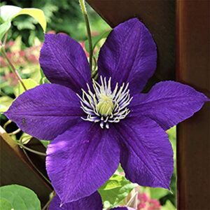 50 dark purple clematis seeds bloom vine climbing perennial flowers garden flower, easy to grow & low-maintenance-qauzuy garden