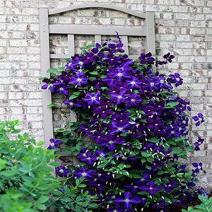50 Dark Purple Clematis Seeds Bloom Vine Climbing Perennial Flowers Garden Flower, Easy to Grow & Low-Maintenance-QAUZUY GARDEN
