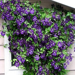 50 Dark Purple Clematis Seeds Bloom Vine Climbing Perennial Flowers Garden Flower, Easy to Grow & Low-Maintenance-QAUZUY GARDEN