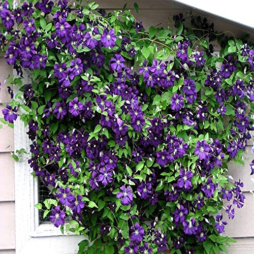 50 Dark Purple Clematis Seeds Bloom Vine Climbing Perennial Flowers Garden Flower, Easy to Grow & Low-Maintenance-QAUZUY GARDEN