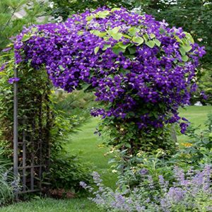 50 Dark Purple Clematis Seeds Bloom Vine Climbing Perennial Flowers Garden Flower, Easy to Grow & Low-Maintenance-QAUZUY GARDEN