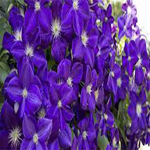 50 Dark Purple Clematis Seeds Bloom Vine Climbing Perennial Flowers Garden Flower, Easy to Grow & Low-Maintenance-QAUZUY GARDEN