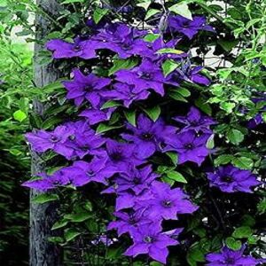 50 Dark Purple Clematis Seeds Bloom Vine Climbing Perennial Flowers Garden Flower, Easy to Grow & Low-Maintenance-QAUZUY GARDEN