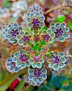 5 mother of millions kalanchoe plants, planting ornaments perennial garden simple to grow pots gifts, 2 inches in tall