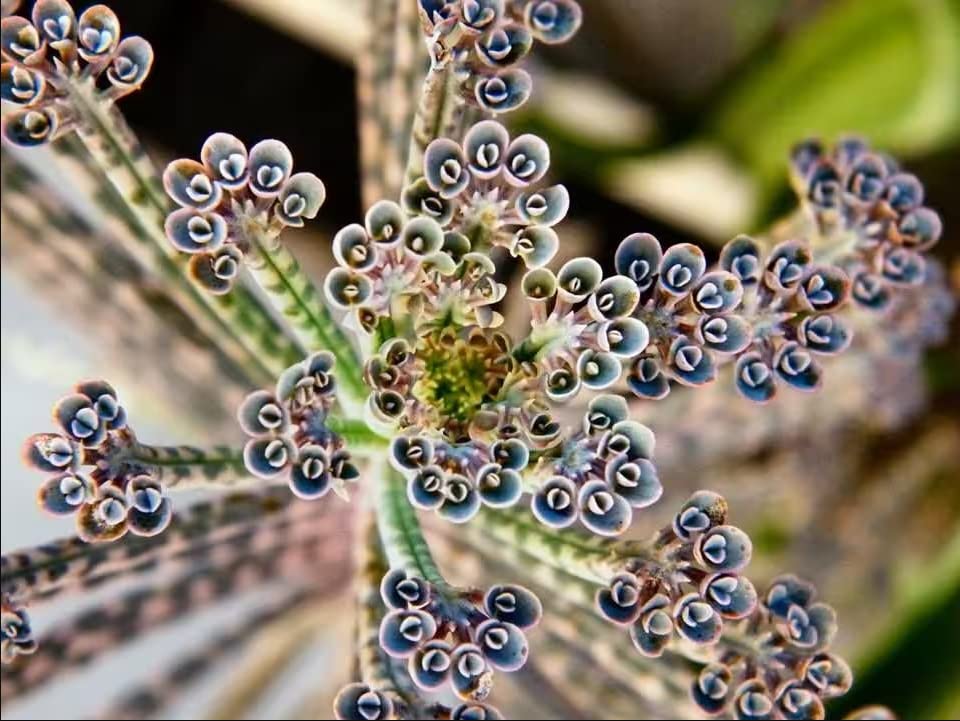 5 Mother of Millions Kalanchoe Plants, Planting Ornaments Perennial Garden Simple to Grow Pots Gifts, 2 Inches in Tall