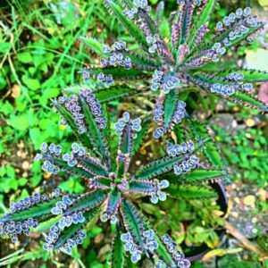 5 Mother of Millions Kalanchoe Plants, Planting Ornaments Perennial Garden Simple to Grow Pots Gifts, 2 Inches in Tall