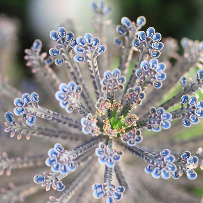 5 Mother of Millions Kalanchoe Plants, Planting Ornaments Perennial Garden Simple to Grow Pots Gifts, 2 Inches in Tall