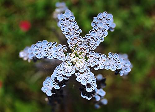 5 Mother of Millions Kalanchoe Plants, Planting Ornaments Perennial Garden Simple to Grow Pots Gifts, 2 Inches in Tall