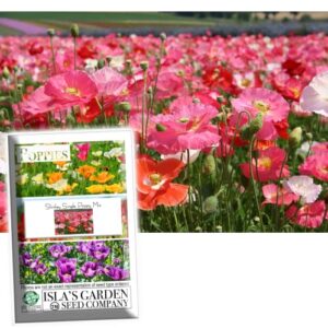 shirley single mix poppy flower seeds for planting, 3000+ flower seeds per packet, (isla’s garden seeds), non gmo & heirloom seeds, scientific name: papaver rhoeas, great home garden gift