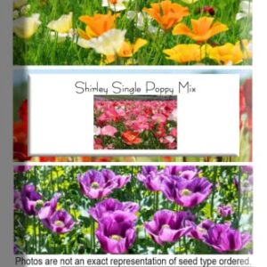 Shirley Single Mix Poppy Flower Seeds for Planting, 3000+ Flower Seeds Per Packet, (Isla's Garden Seeds), Non GMO & Heirloom Seeds, Scientific Name: Papaver rhoeas, Great Home Garden Gift