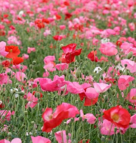 Shirley Single Mix Poppy Flower Seeds for Planting, 3000+ Flower Seeds Per Packet, (Isla's Garden Seeds), Non GMO & Heirloom Seeds, Scientific Name: Papaver rhoeas, Great Home Garden Gift