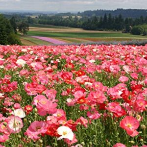 Shirley Single Mix Poppy Flower Seeds for Planting, 3000+ Flower Seeds Per Packet, (Isla's Garden Seeds), Non GMO & Heirloom Seeds, Scientific Name: Papaver rhoeas, Great Home Garden Gift