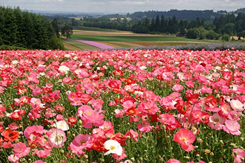 Shirley Single Mix Poppy Flower Seeds for Planting, 3000+ Flower Seeds Per Packet, (Isla's Garden Seeds), Non GMO & Heirloom Seeds, Scientific Name: Papaver rhoeas, Great Home Garden Gift