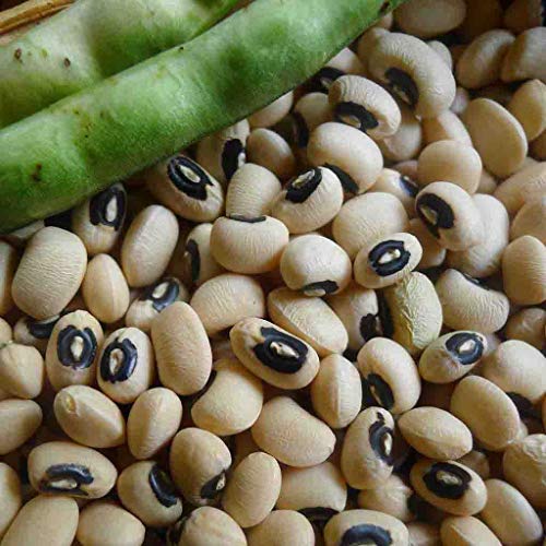 California Blackeye Cowpea Bush Bean Seeds for Planting, 50+ Heirloom Seeds Per Packet, (Isla's Garden Seeds), Non GMO Seeds, Botanical Name: Vigna Unguiculata, Great Bush Bean Variety