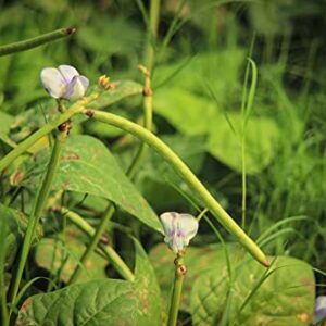 California Blackeye Cowpea Bush Bean Seeds for Planting, 50+ Heirloom Seeds Per Packet, (Isla's Garden Seeds), Non GMO Seeds, Botanical Name: Vigna Unguiculata, Great Bush Bean Variety