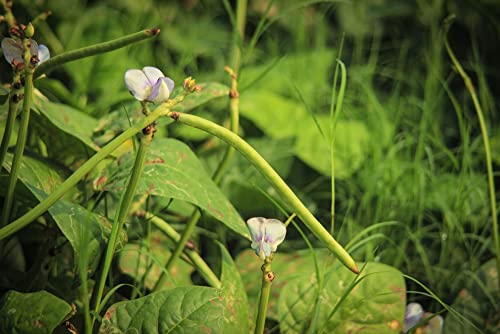 California Blackeye Cowpea Bush Bean Seeds for Planting, 50+ Heirloom Seeds Per Packet, (Isla's Garden Seeds), Non GMO Seeds, Botanical Name: Vigna Unguiculata, Great Bush Bean Variety