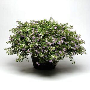 Outsidepride Bacopa Utopia Fuseables Garden Flower & Ground Cover Plant Seed - 20 Seeds