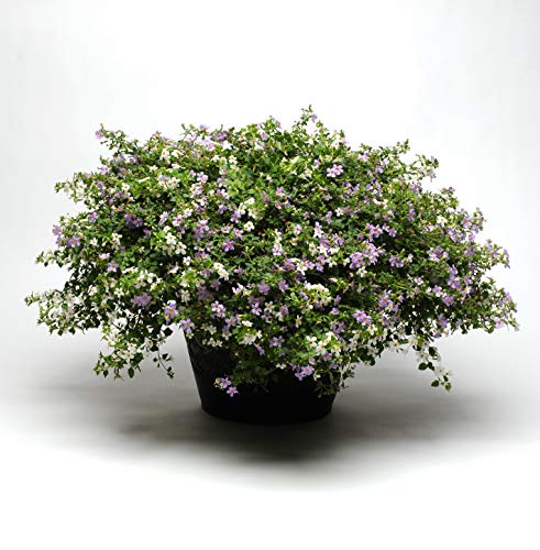 Outsidepride Bacopa Utopia Fuseables Garden Flower & Ground Cover Plant Seed - 20 Seeds