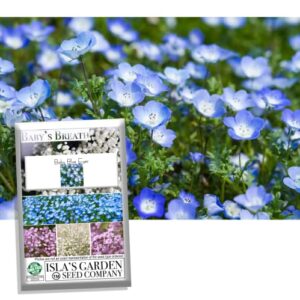 “baby blue eyes” baby’s breath seeds for planting, 1500+ wildflower seeds per packet, non gmo seeds, scientific name: nemophila menziesii, great home flower garden gift