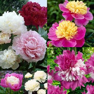 mokalala 50 pcs peony mix seeds | non-gmo | outdoor indoor home bonsai seeds fresh garden seeds, gardeners choice!