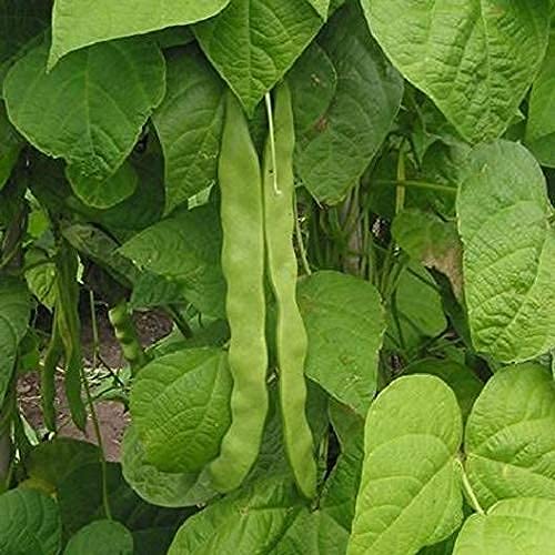 David's Garden Seeds Bean Dry Kidney Red FBA-00061 (Red) 50 Non-GMO, Heirloom Seeds