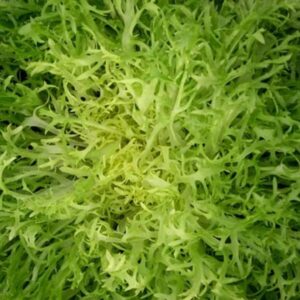 400 Tres Fine Endive Seeds for Planting Chicory Seed Heirloom Non GMO 1+ Grams of Seeds Garden Vegetable Bulk Survival