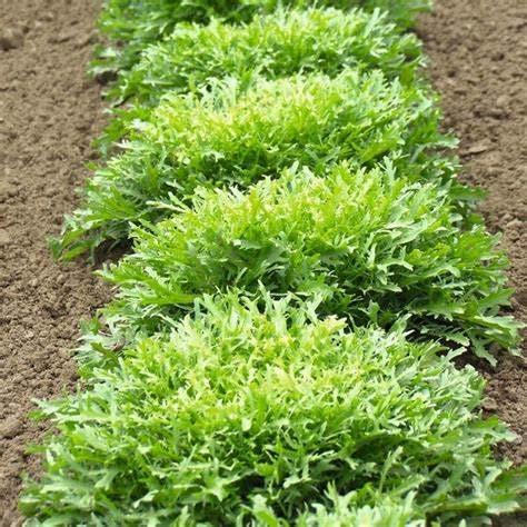 400 Tres Fine Endive Seeds for Planting Chicory Seed Heirloom Non GMO 1+ Grams of Seeds Garden Vegetable Bulk Survival