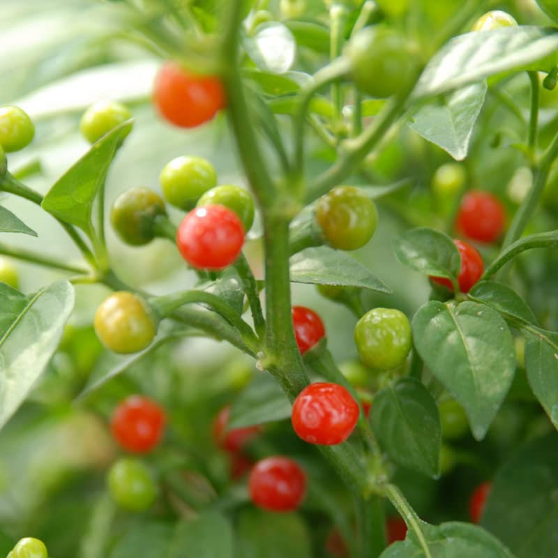 50 Wiri Wiri Pepper Chili Seeds Planting Ornaments Perennial Garden Simple to Grow Pot Gifts